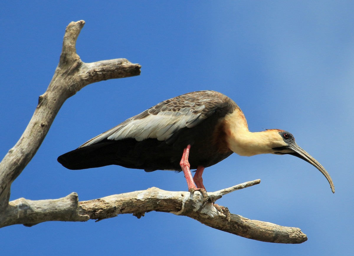 Buff-necked Ibis - Carlos Siegert