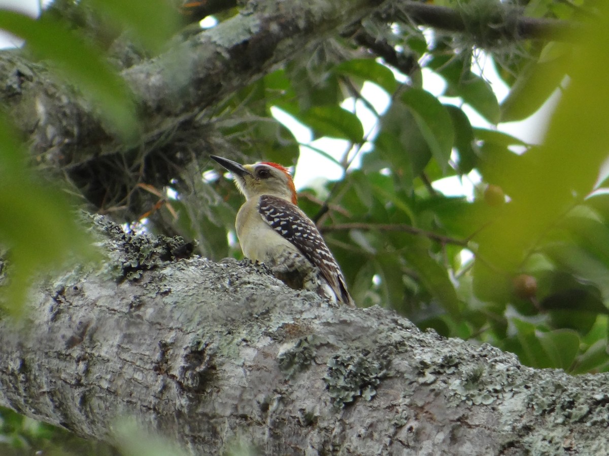 Red-crowned Woodpecker - ML233026551