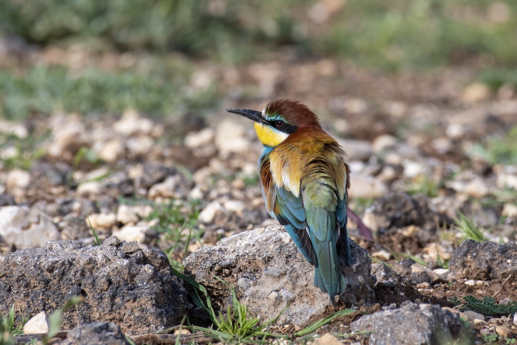 European Bee-eater - ML233028681