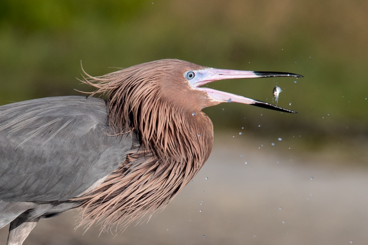 Reddish Egret - Melissa James