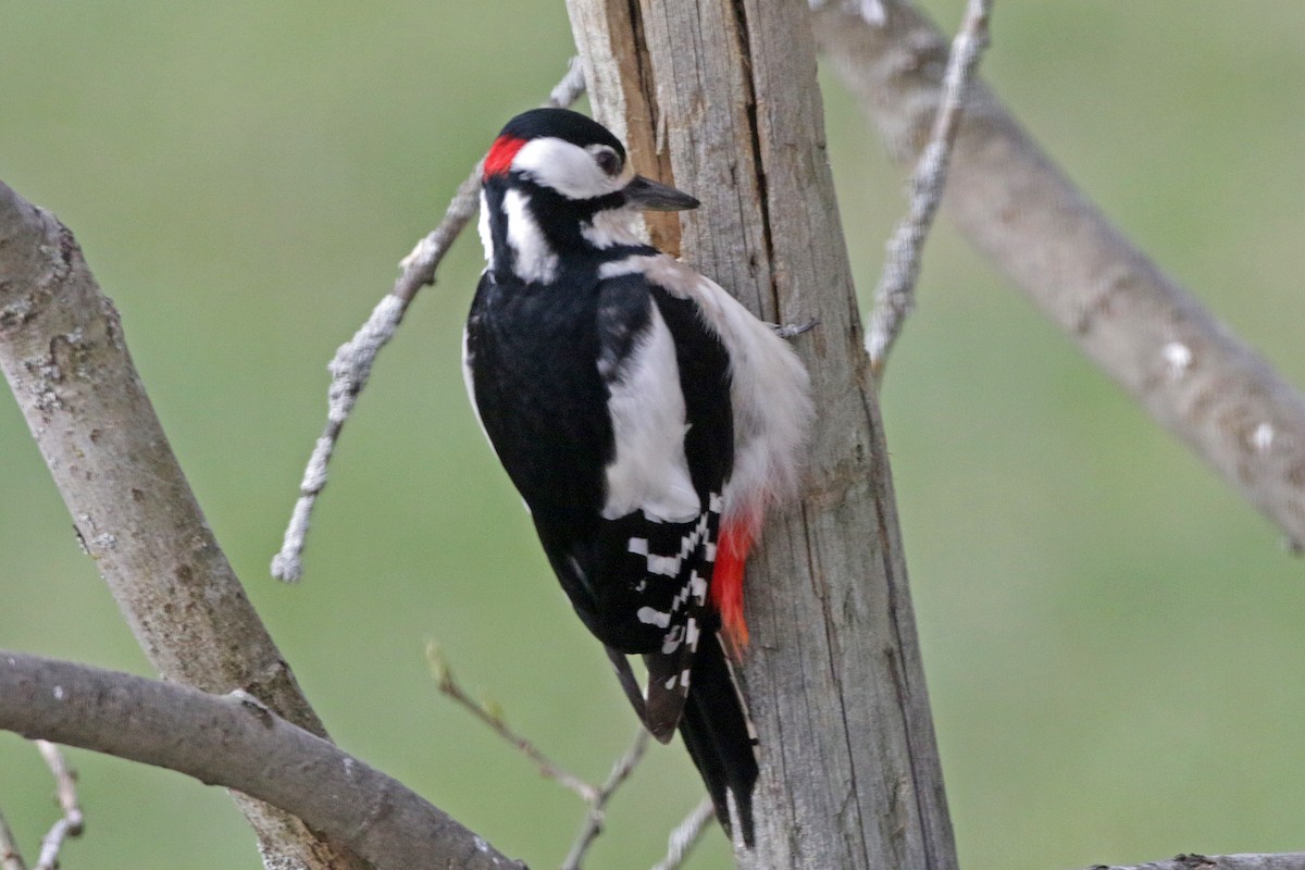 Great Spotted Woodpecker - ML233032451