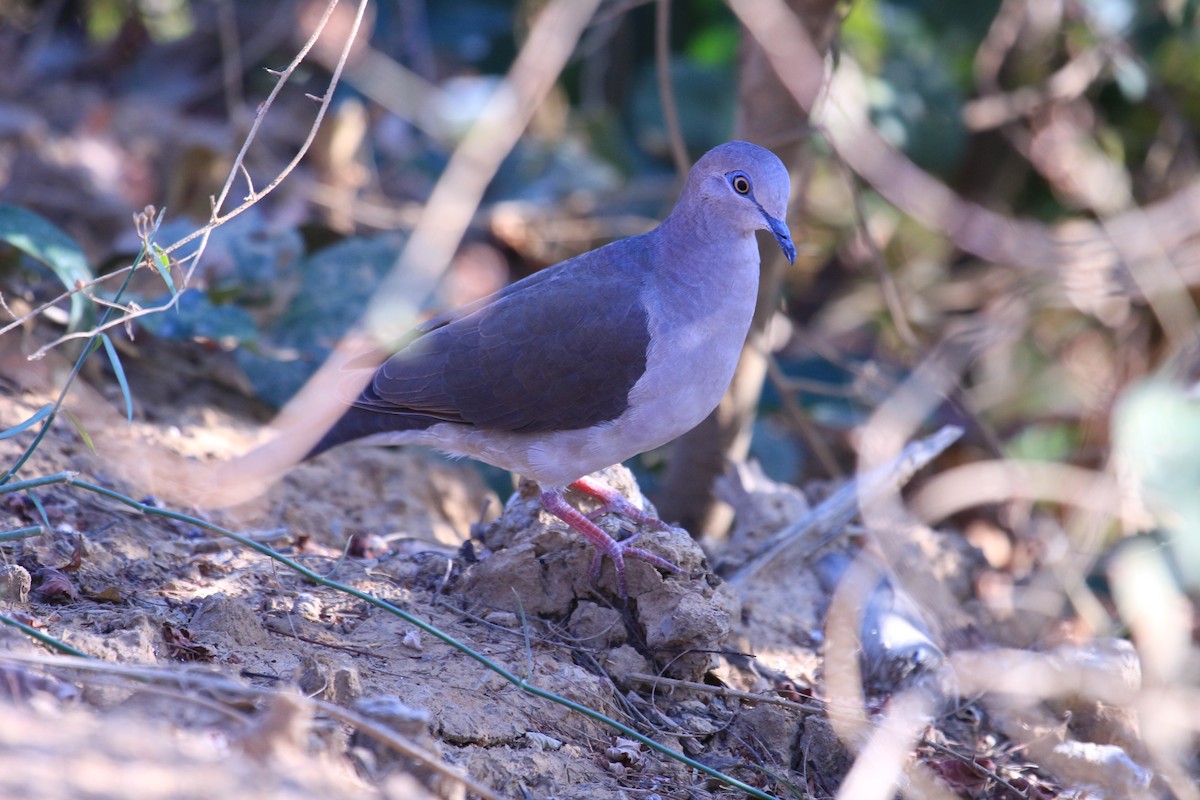 White-tipped Dove - Carlos Siegert