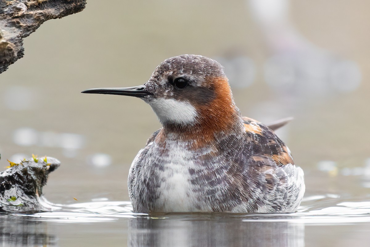 Red-necked Phalarope - ML233035181