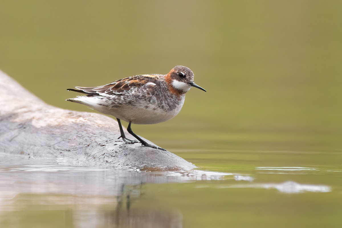 Phalarope à bec étroit - ML233035341