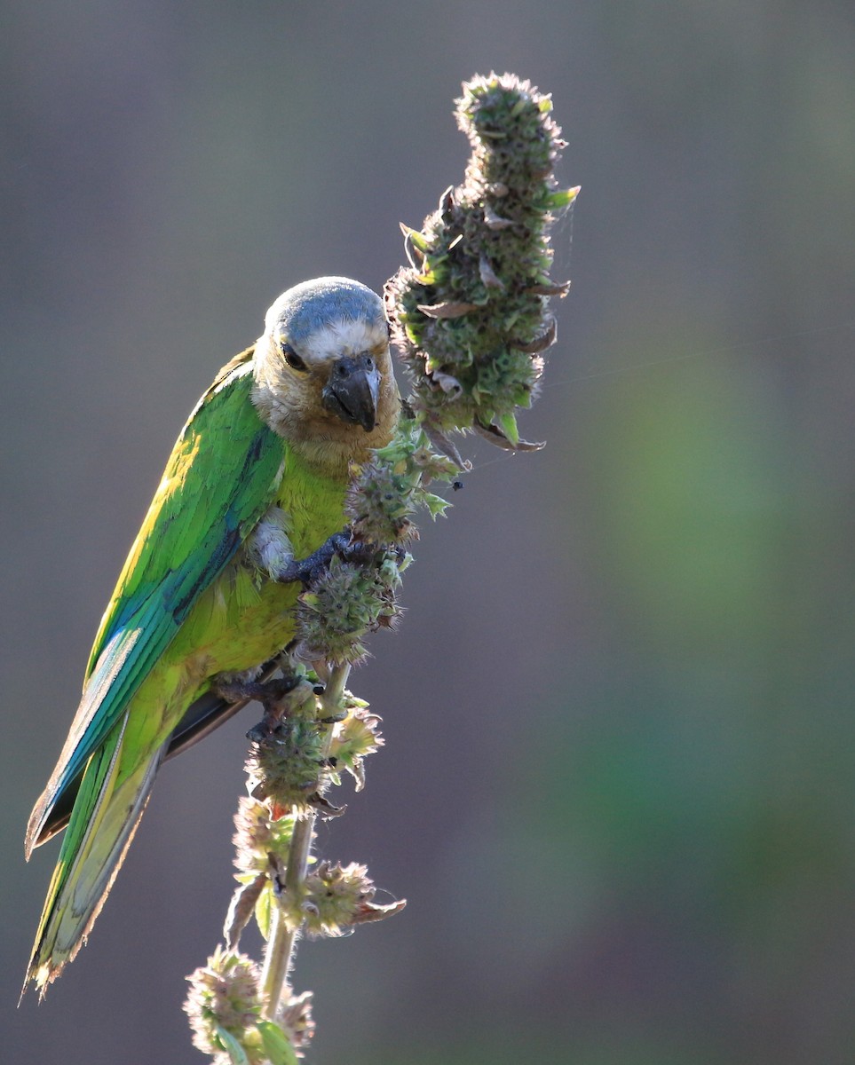 Brown-throated Parakeet - Carlos Siegert