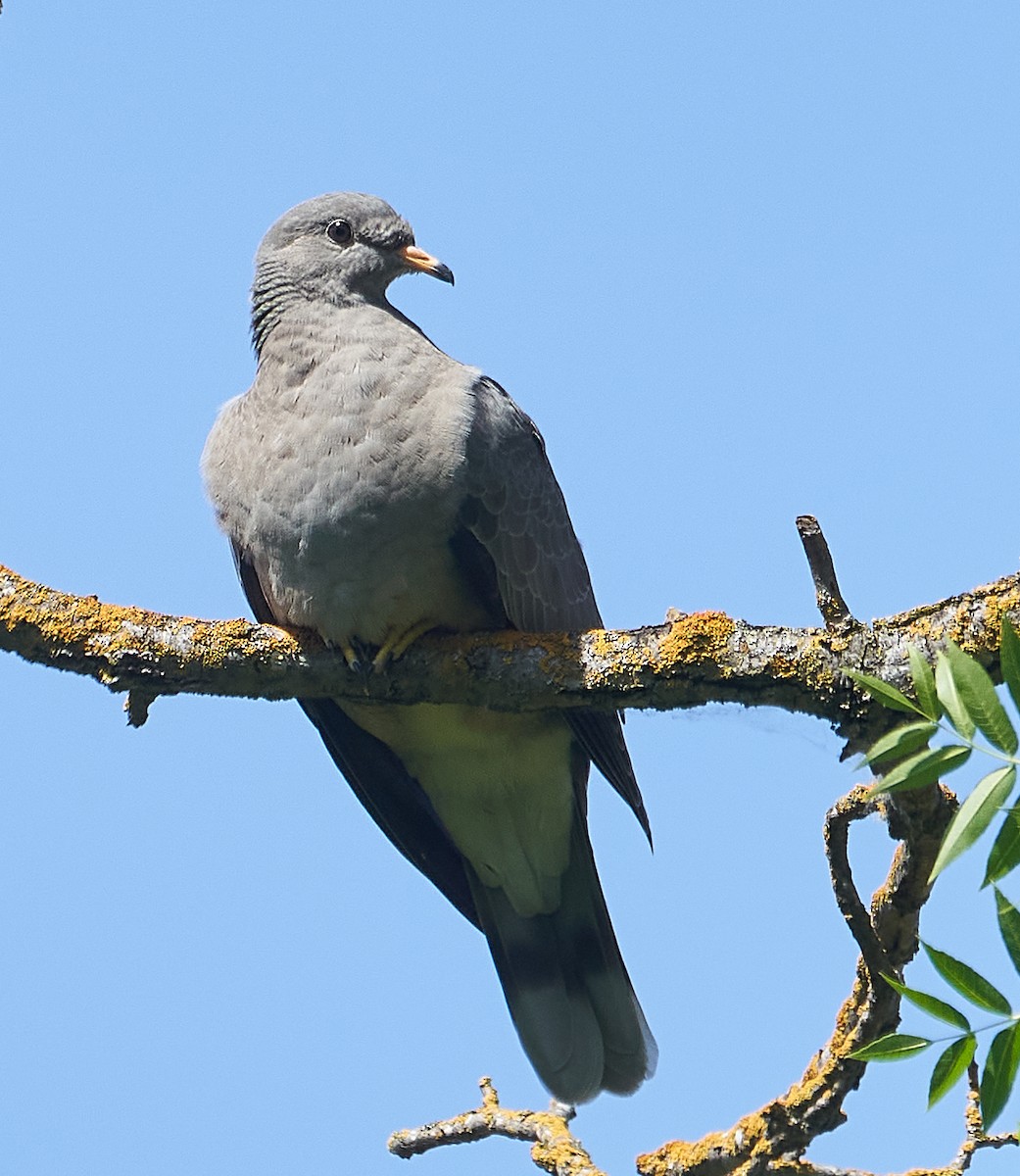 Band-tailed Pigeon - Brooke Miller