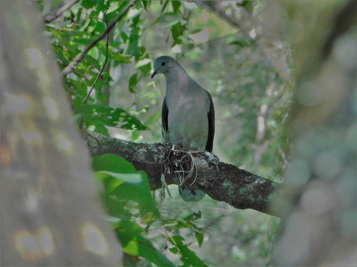 Large-tailed Dove - ML233037811