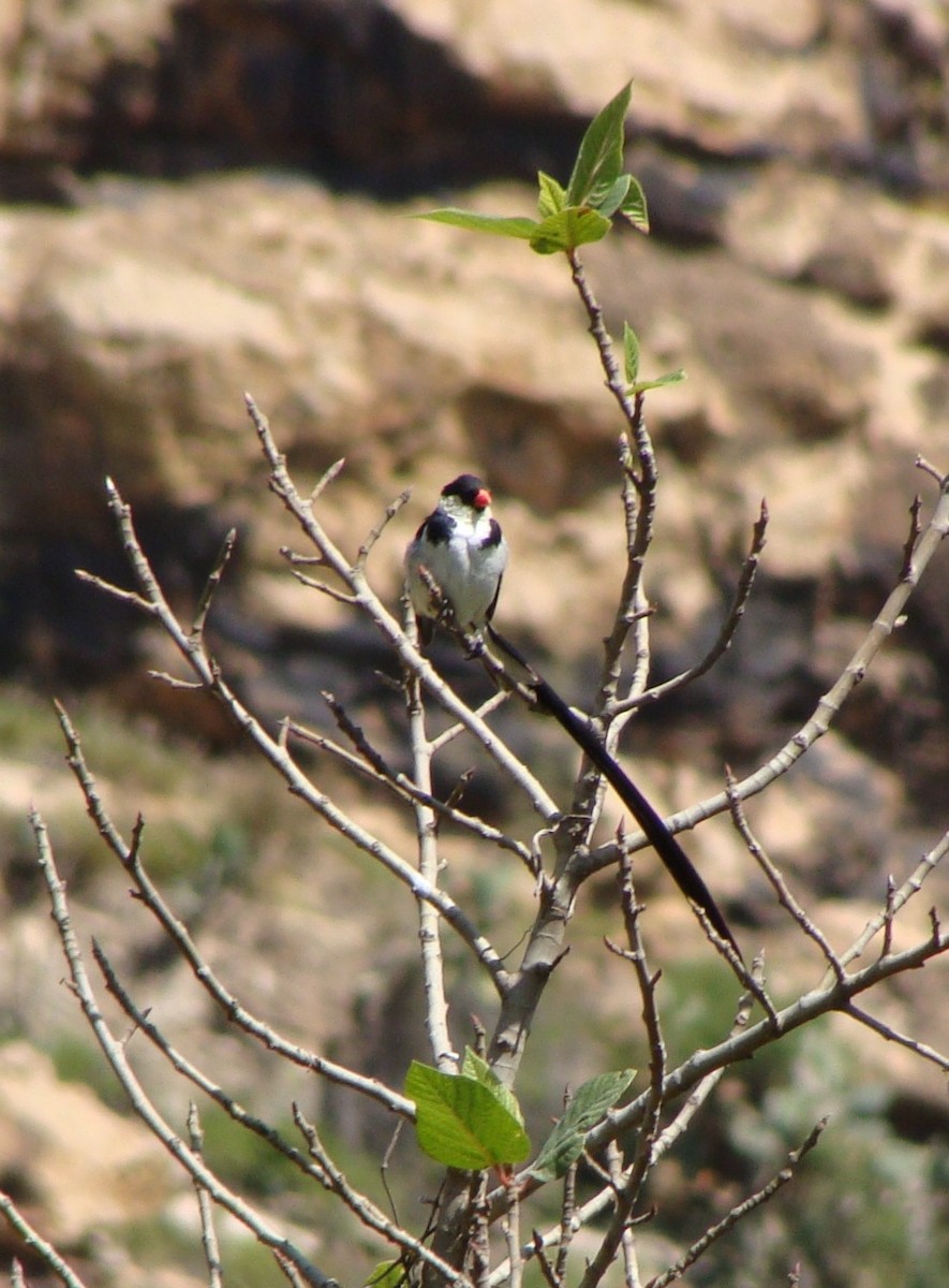Pin-tailed Whydah - ML233037991