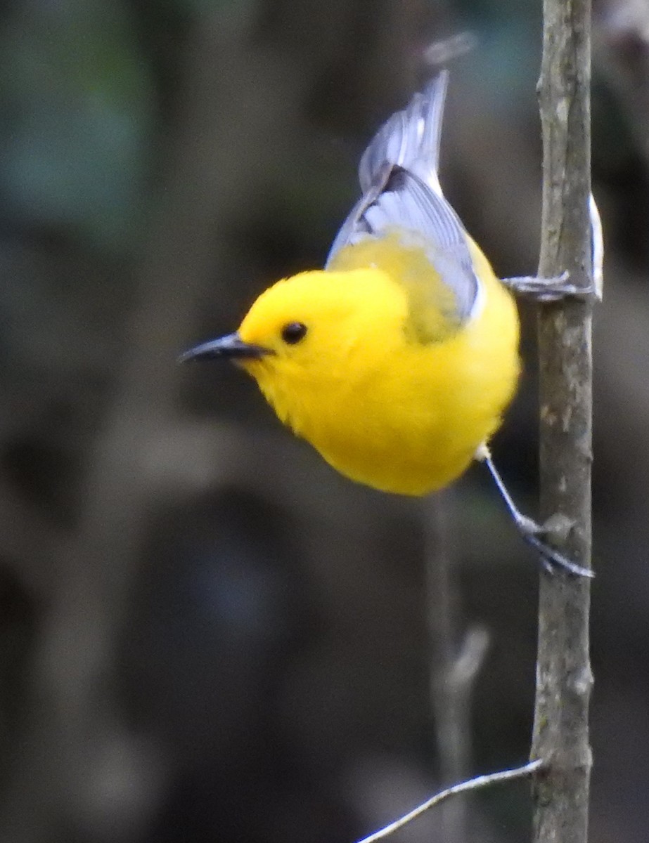 Prothonotary Warbler - ML233040721