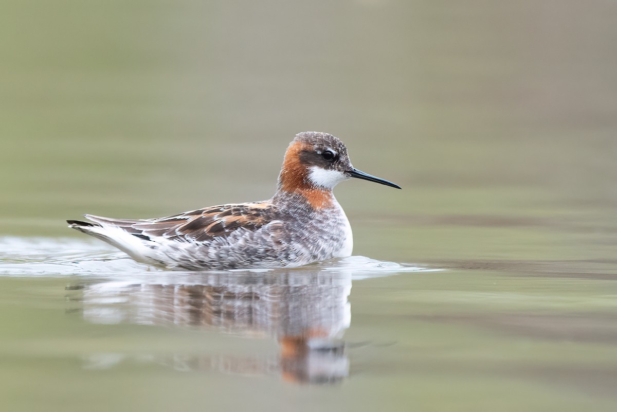 Phalarope à bec étroit - ML233043451