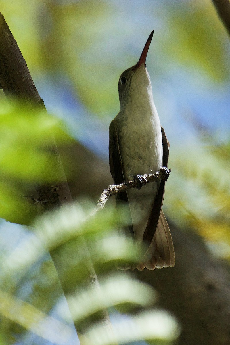 White-bellied Hummingbird - ML233043801