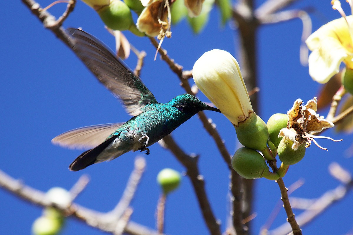 kolibřík modrolící - ML233044771