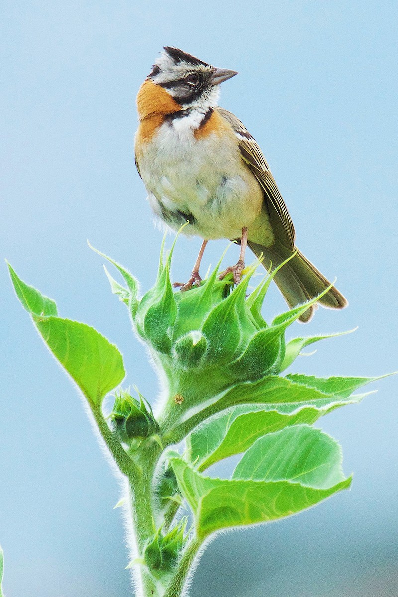 Rufous-collared Sparrow - ML233046541