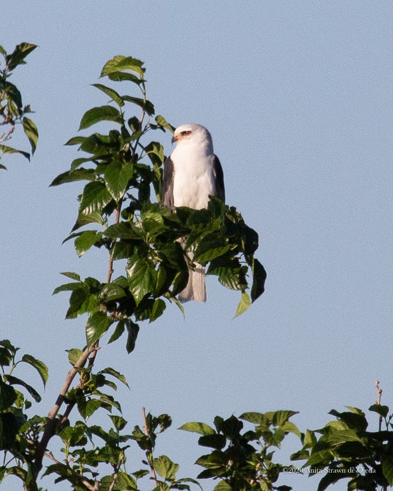 White-tailed Kite - Anita Strawn de Ojeda