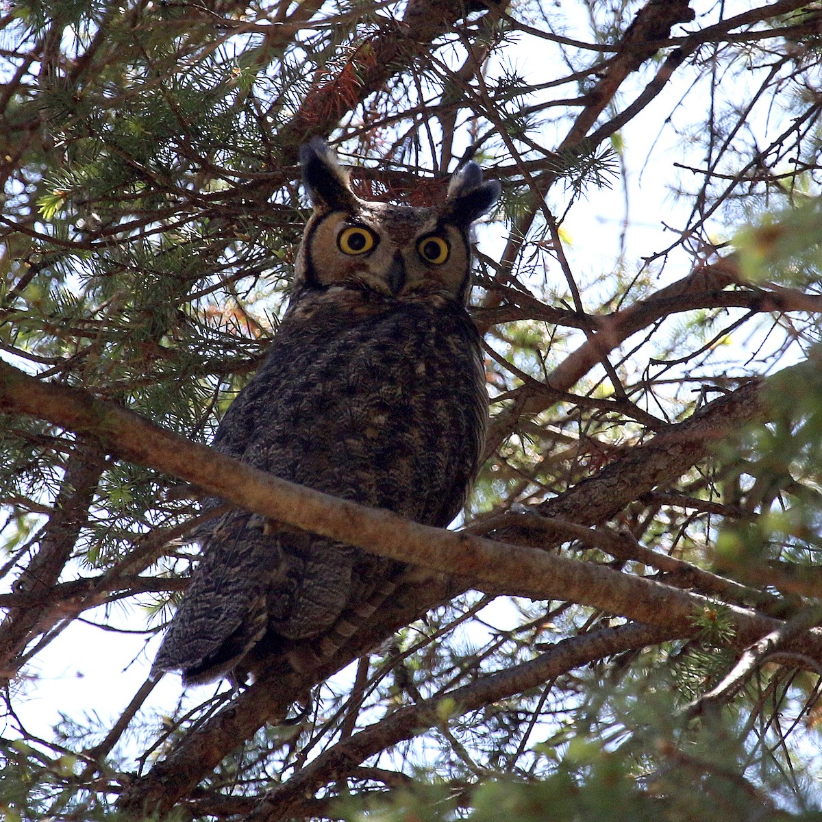 Great Horned Owl - ML233047631