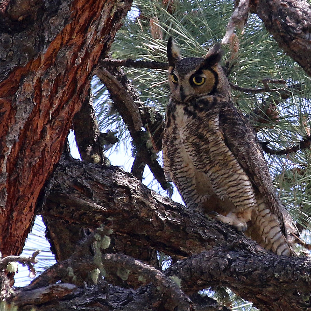 Great Horned Owl - ML233047771