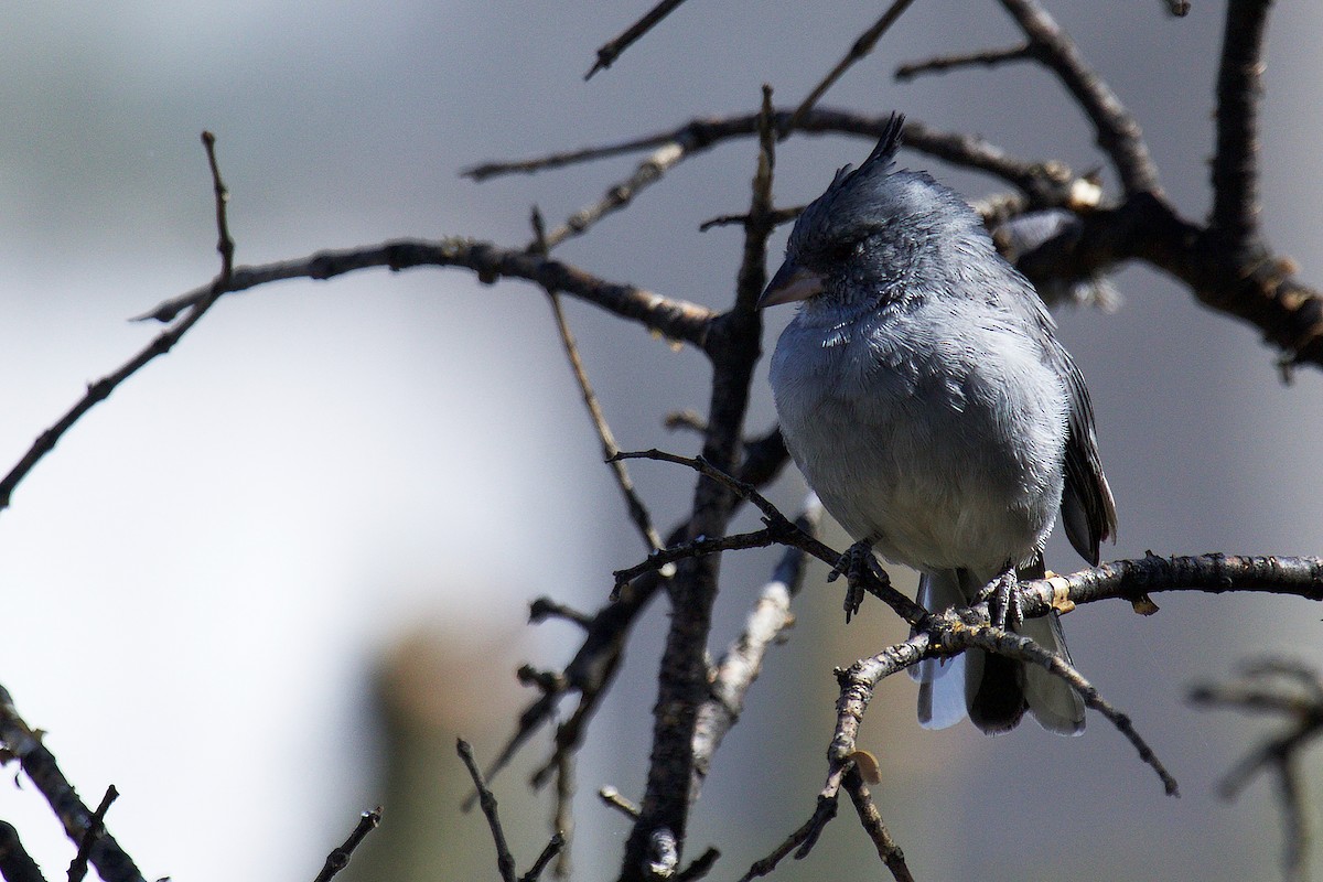 Gray-crested Finch - ML233048551
