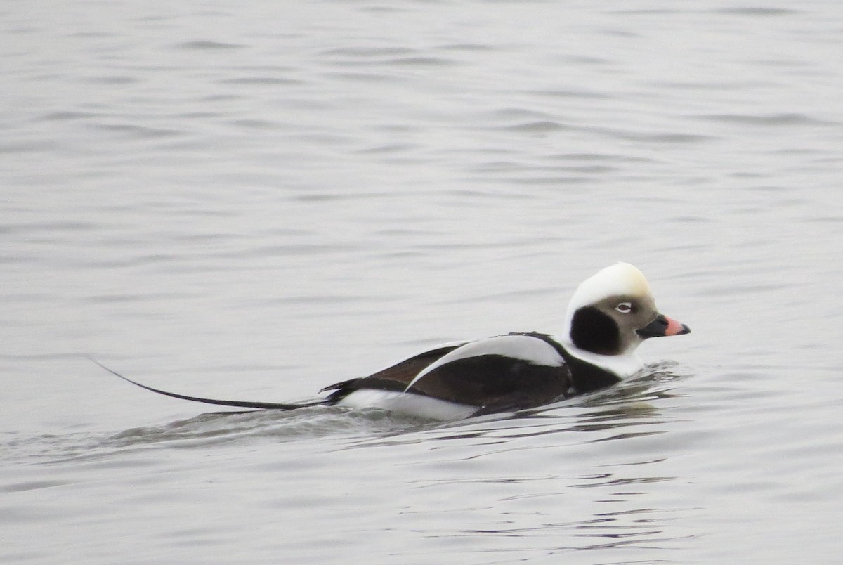 Long-tailed Duck - George Rementer