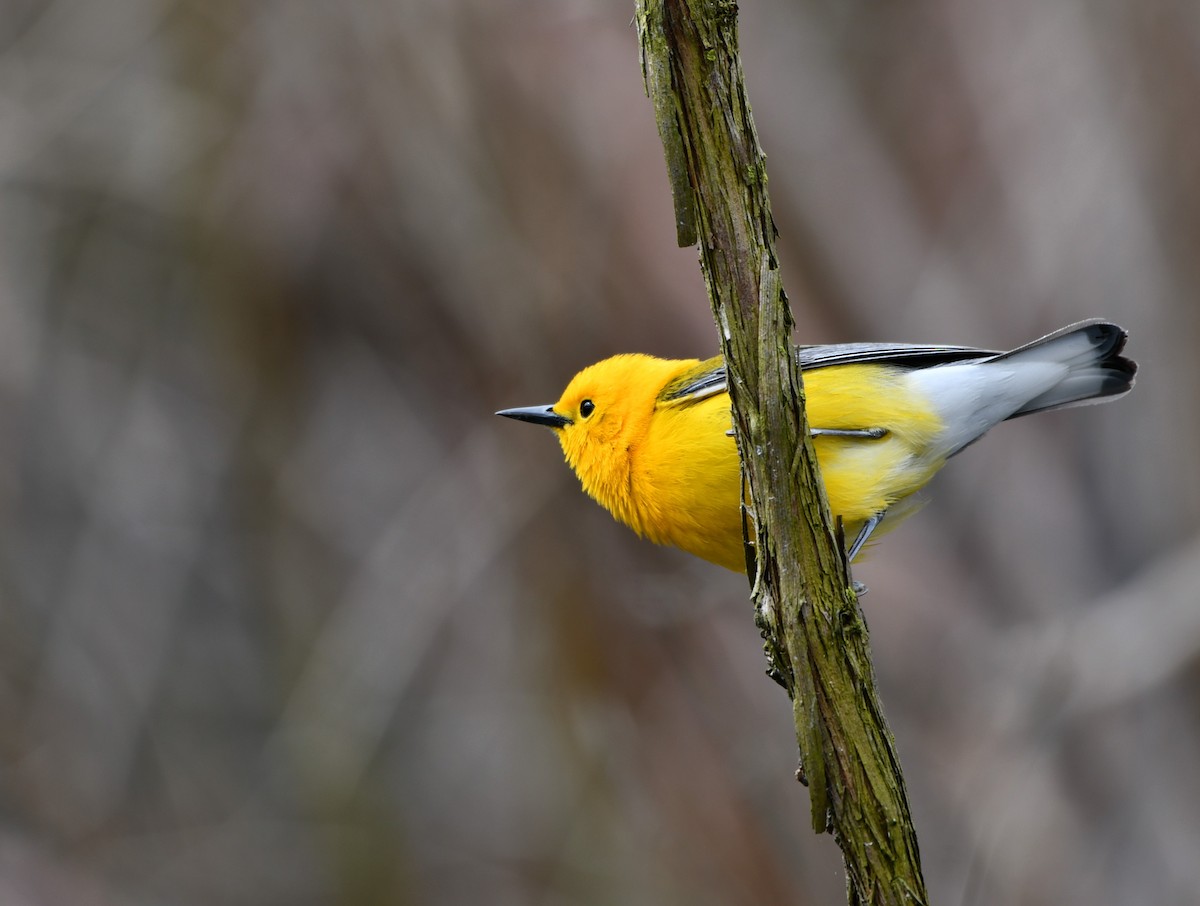Prothonotary Warbler - ML233051161