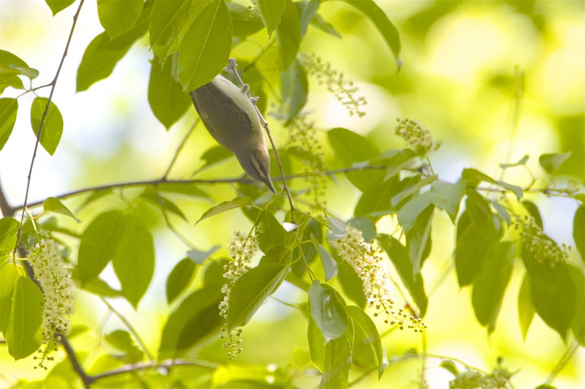 Red-eyed Vireo - Vickie Baily