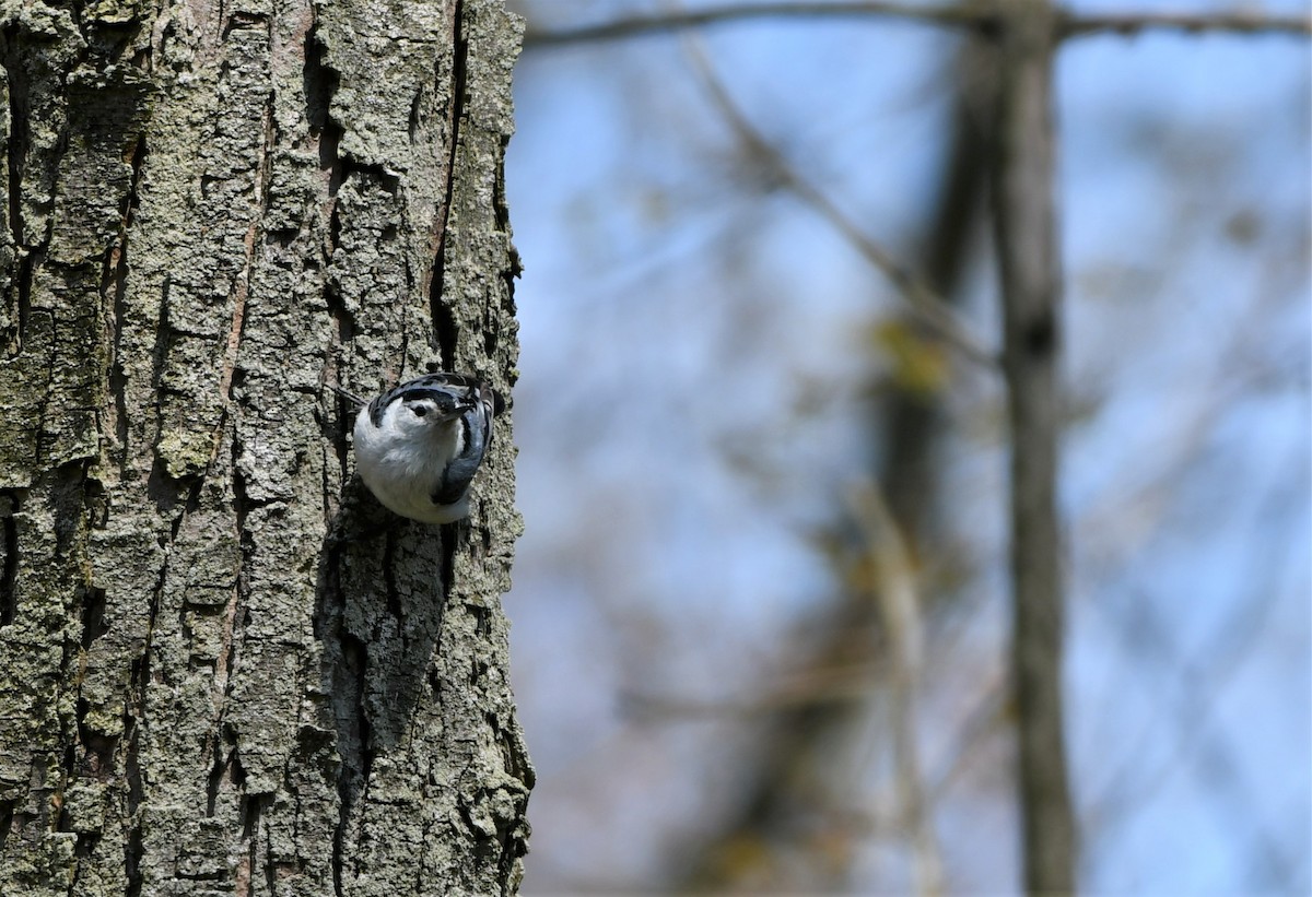 White-breasted Nuthatch - Cameron Chevalier