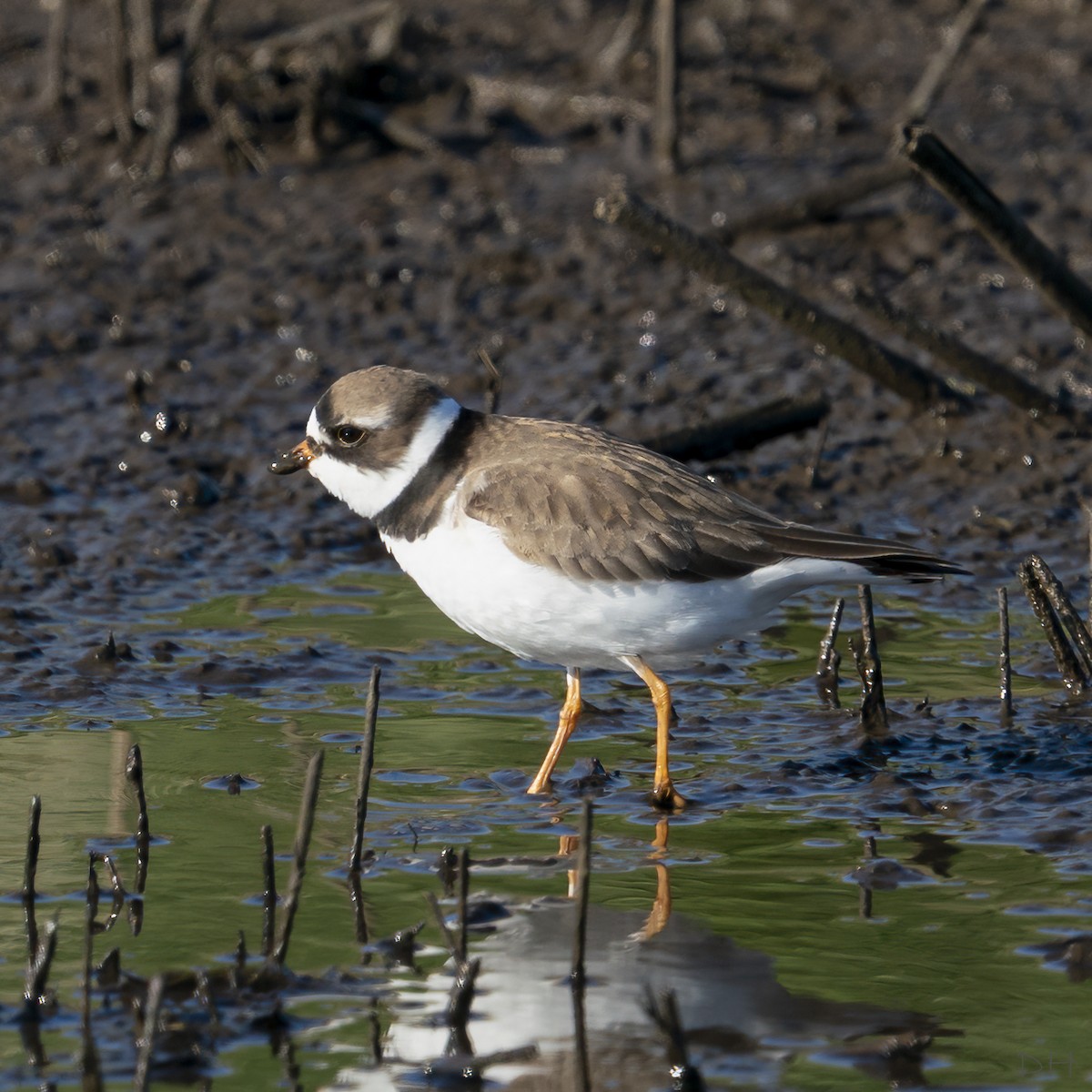 Semipalmated Plover - ML233056771
