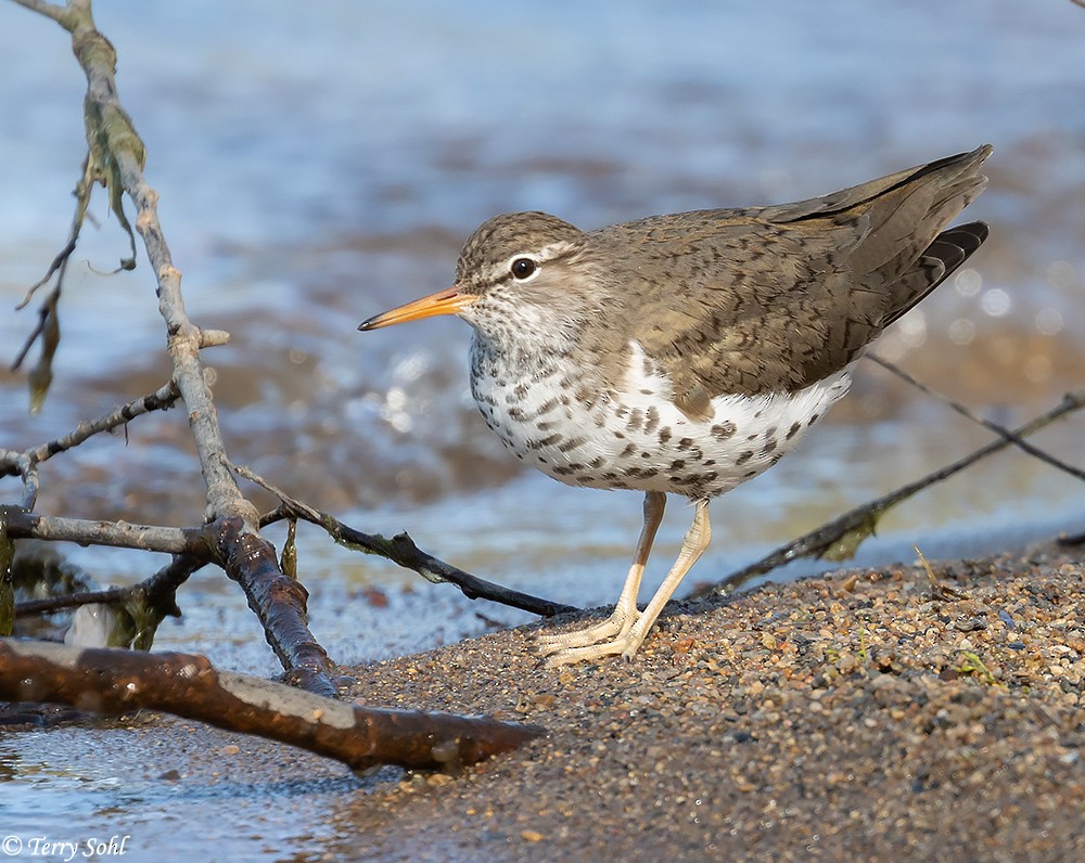 Spotted Sandpiper - Terry Sohl