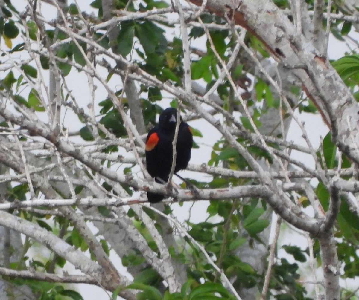 Red-winged Blackbird - ML233057961