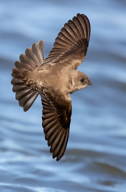 Northern Rough-winged Swallow - Terry Sohl