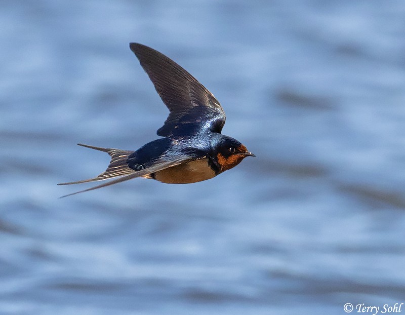 Barn Swallow - Terry Sohl