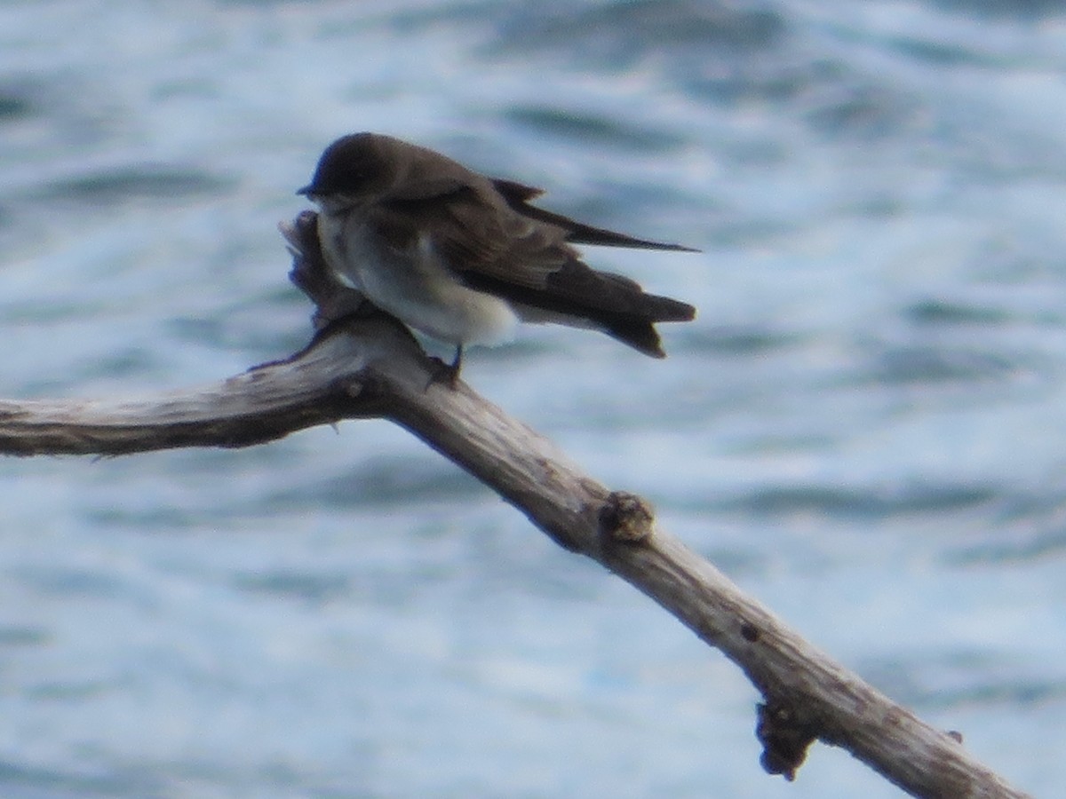 Northern Rough-winged Swallow - ML233061701