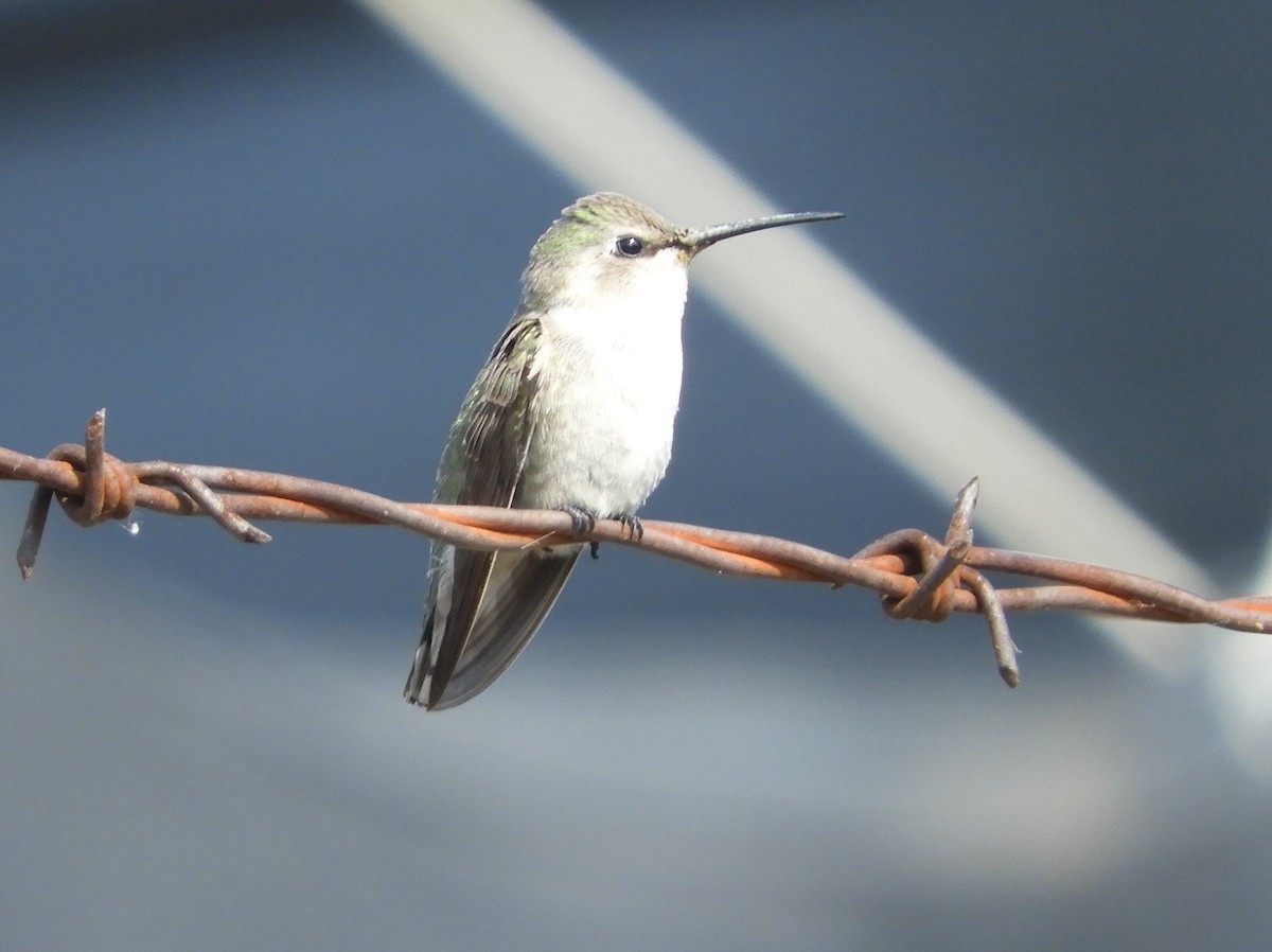 Costa's Hummingbird - Catherine McFadden