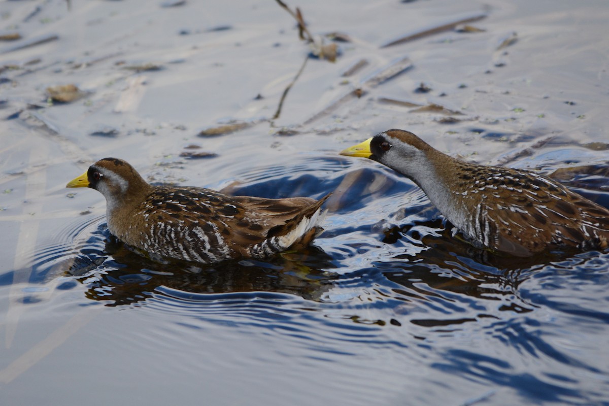 Maine Bird Atlas Checklist - 10 May 2020 - Essex Woods - 22 species