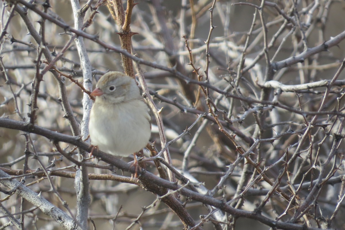Field Sparrow - Bob Nieman