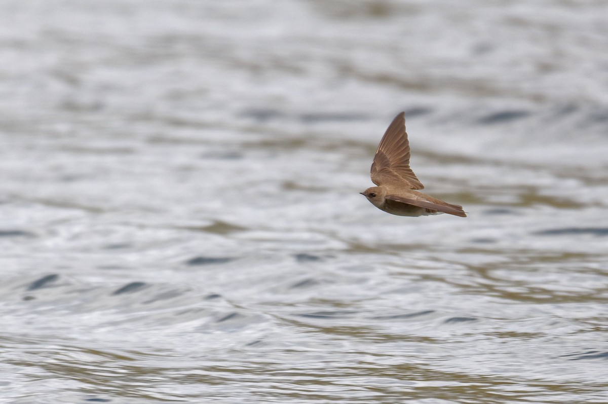 Northern Rough-winged Swallow - Etienne Artigau🦩