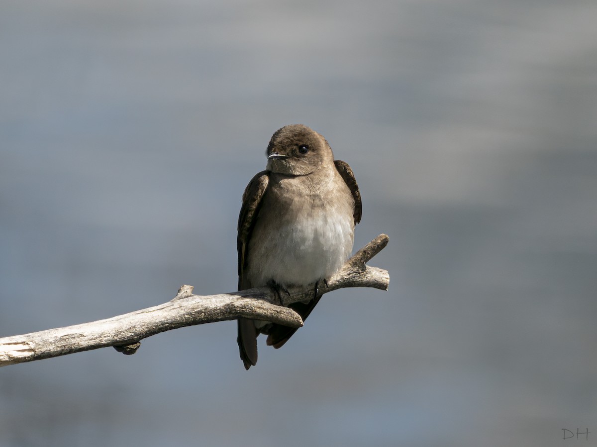 Northern Rough-winged Swallow - ML233069211