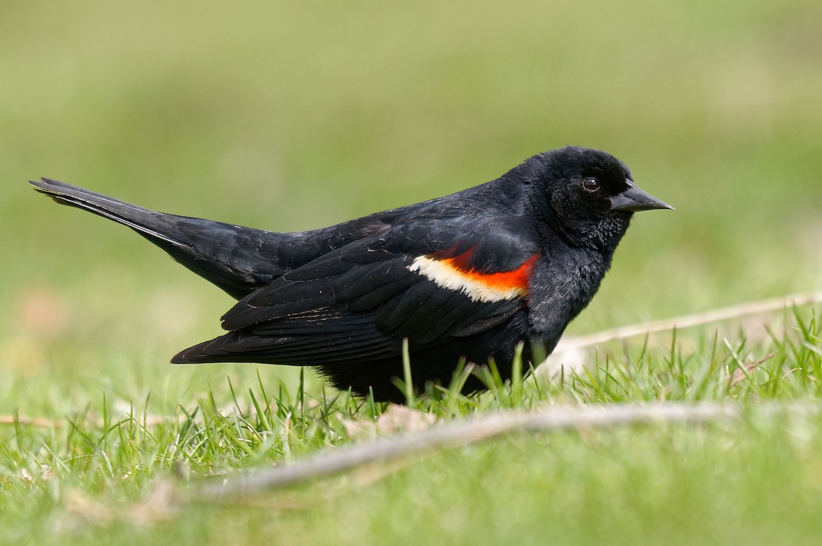 Red-winged Blackbird - ML233069281