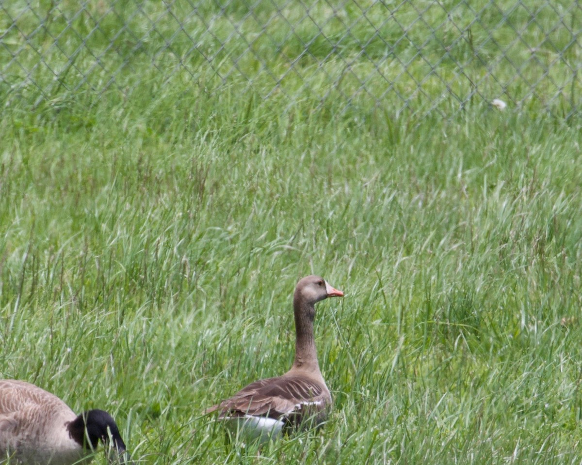 Greater White-fronted Goose - ML233071451