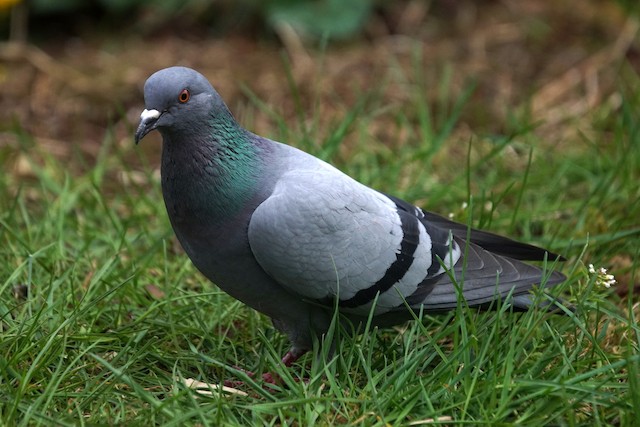 Rock Pigeon - eBird