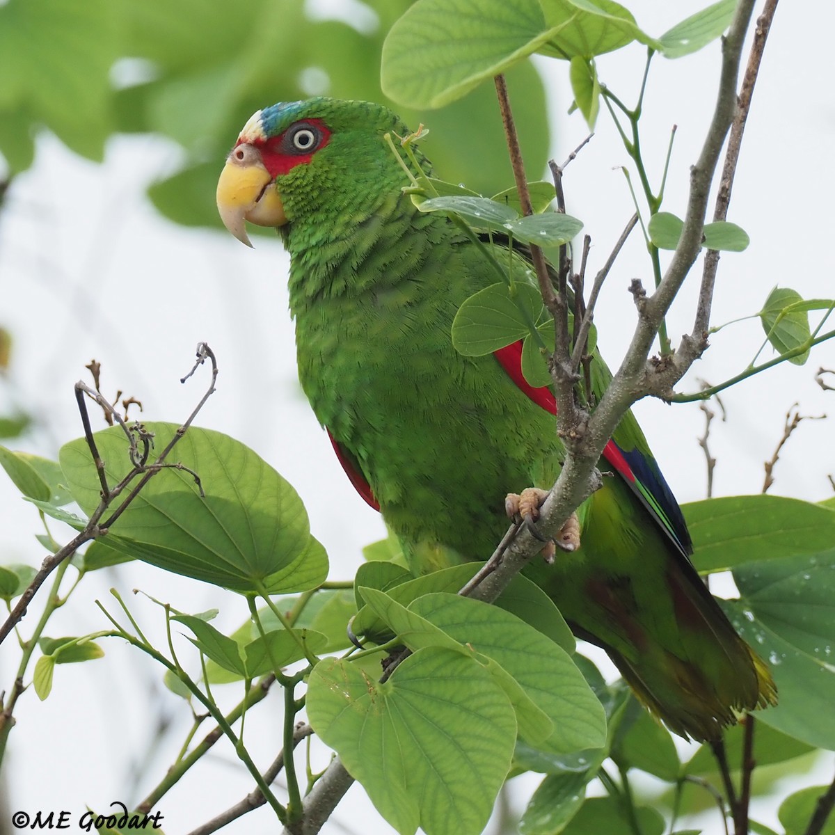 White-fronted Parrot - ML233075121