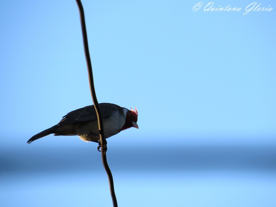 Red-crested Cardinal - ML233075341