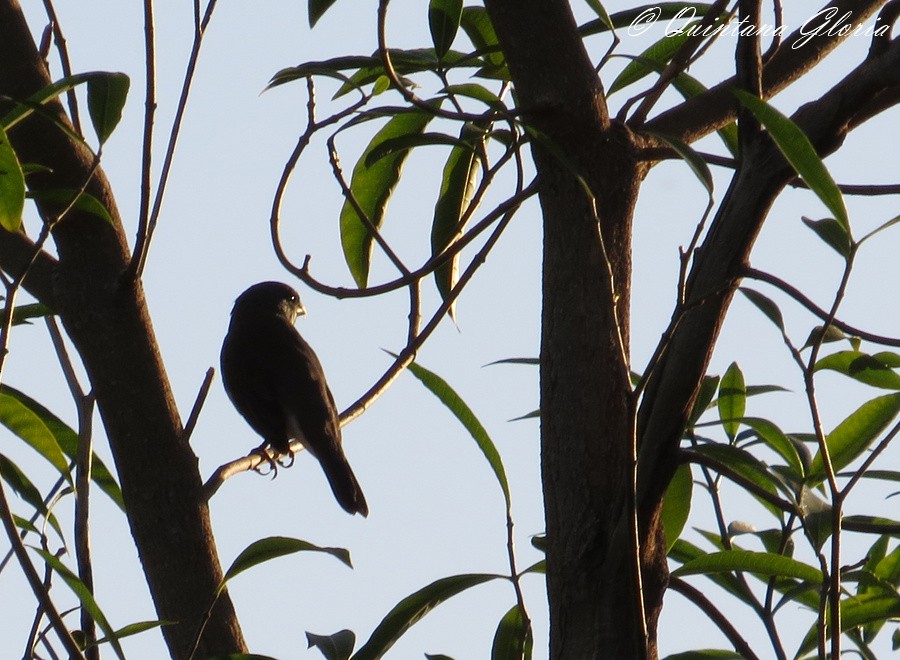 Double-collared Seedeater - Pedro Gauna
