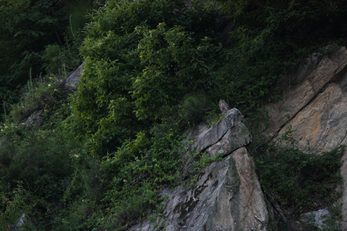 Eurasian Eagle-Owl - Mathias Leiser