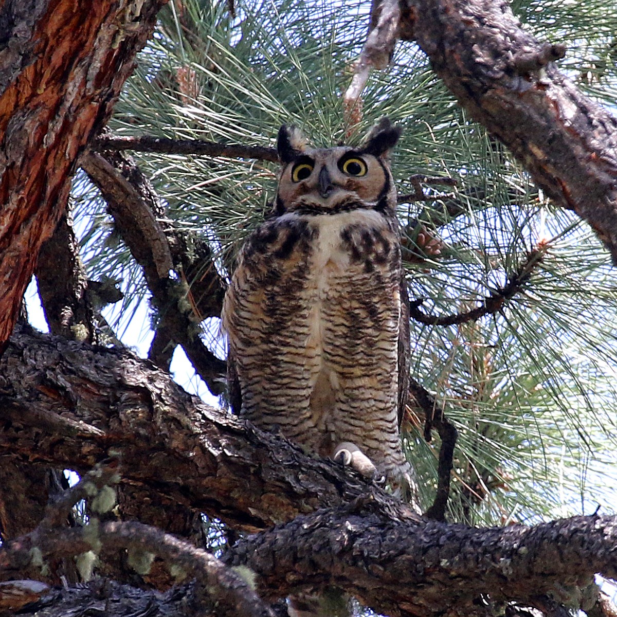 Great Horned Owl - ML233082351