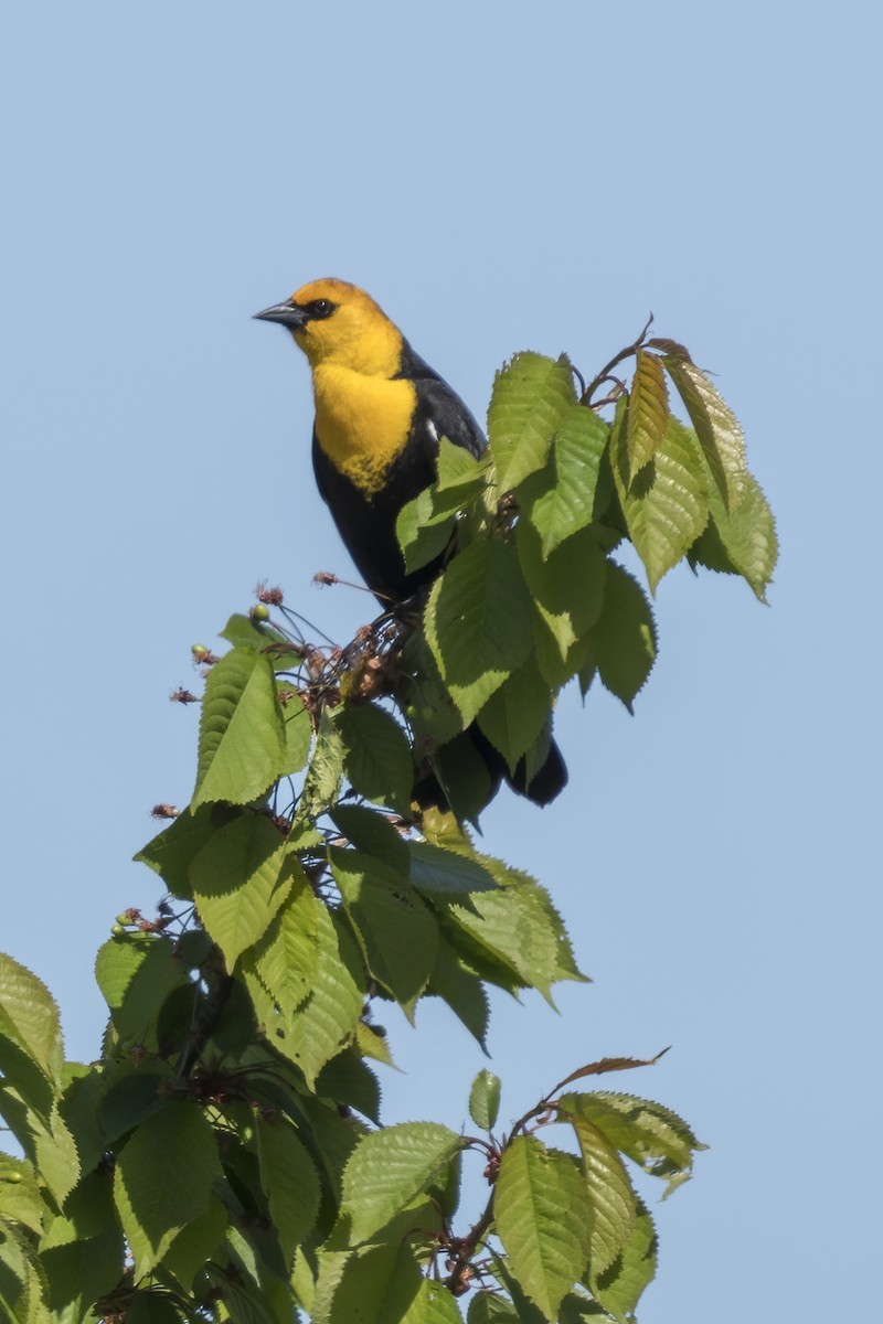 Yellow-headed Blackbird - ML233083141