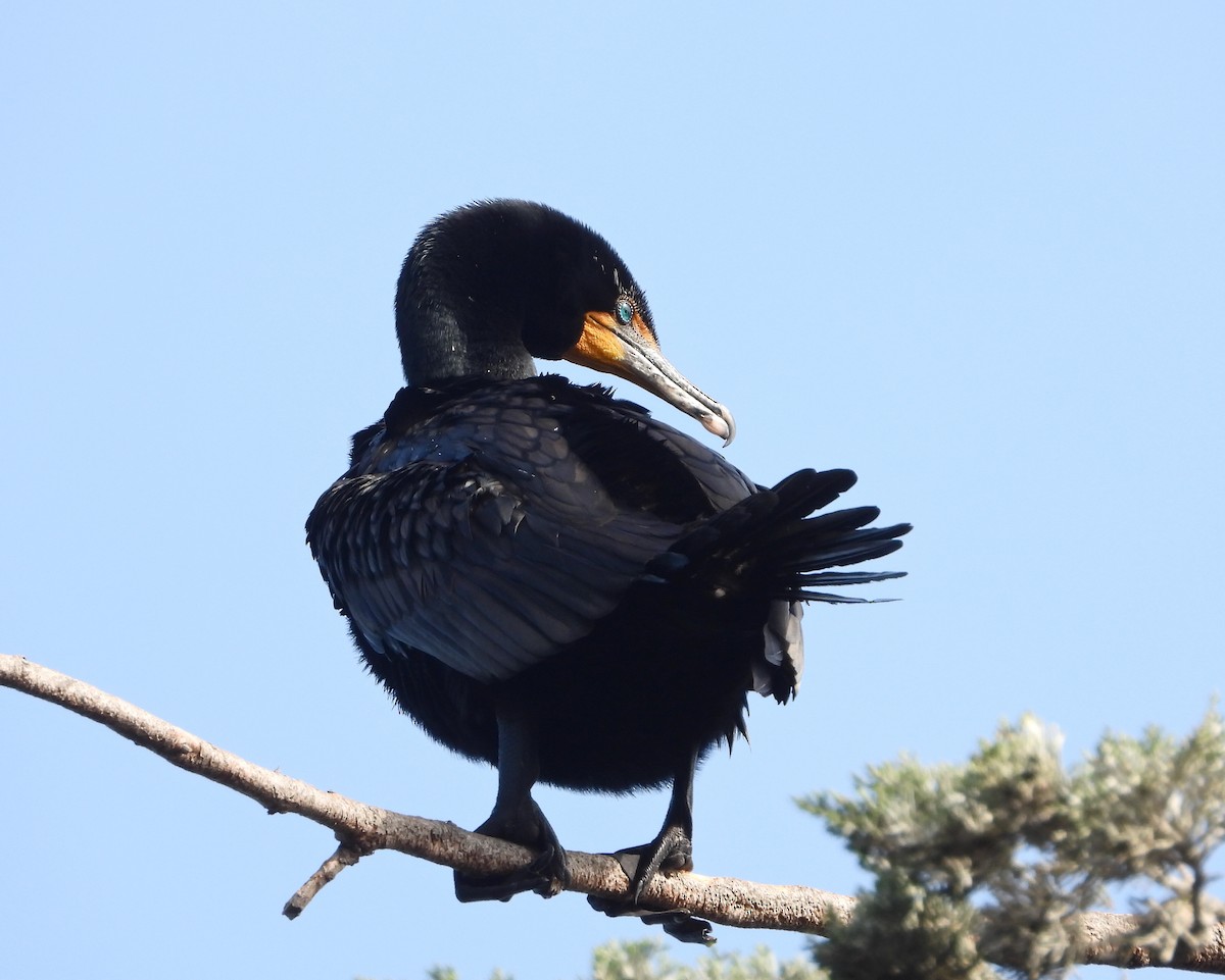 Double-crested Cormorant - Pair of Wing-Nuts