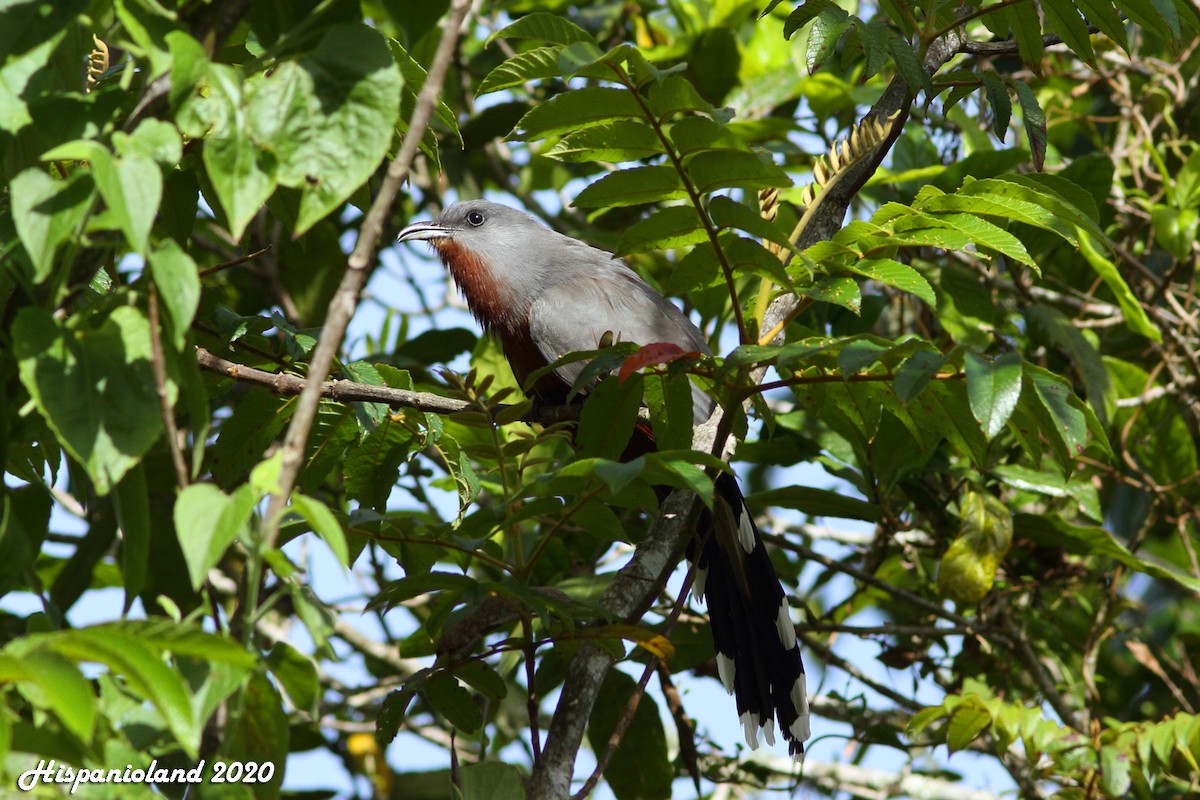 Bay-breasted Cuckoo - ML233085241