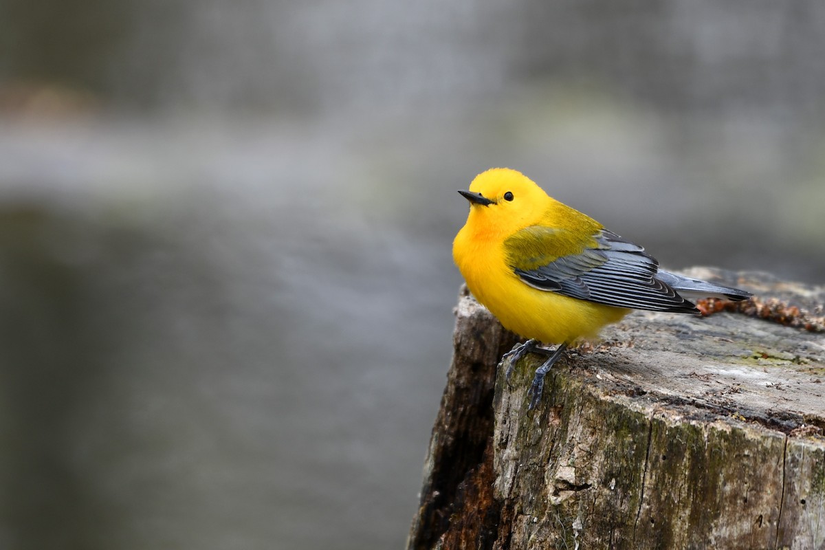 Prothonotary Warbler - ML233085361
