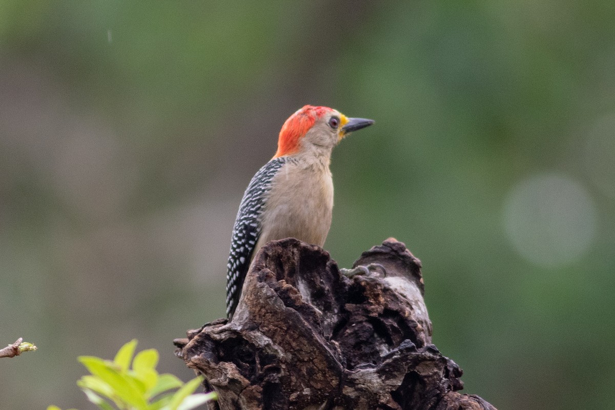 Yucatan Woodpecker - ML233090821