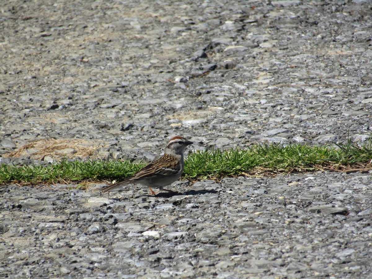 Chipping Sparrow - ML233094301